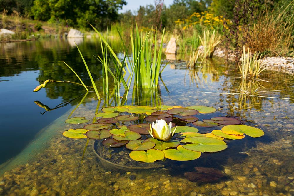 Natural Swimming Pools PergolaKitsUSA