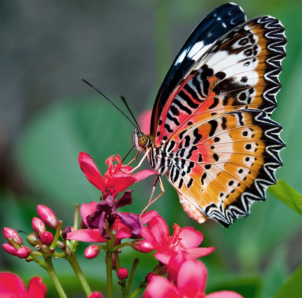 butterfly-garden-trends.jpg