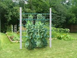 trellis-blog-post-squash.jpg